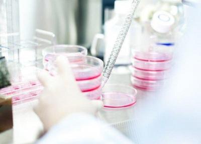 آنالیز تاثیر اسید آمینه در سیگنال رشد سلول های بدن انسان