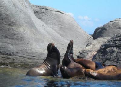 خلیج کالیفرنیا در فهرست میراث جهانی در معرض خطر قرار گرفت