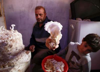 آوارگان سوری: قارچ می کاریم تا سیر شویم (