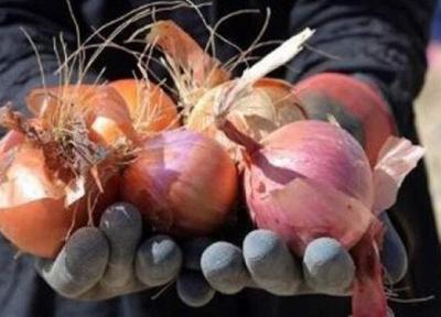 پیاز در شیراز گران شد