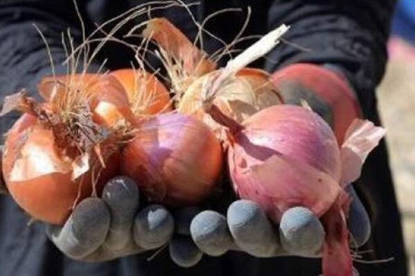 پیاز در شیراز گران شد