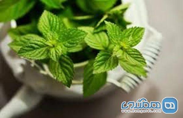 خواص عرق نعناع؛ از خوشبو کردن دهان تا لاغری