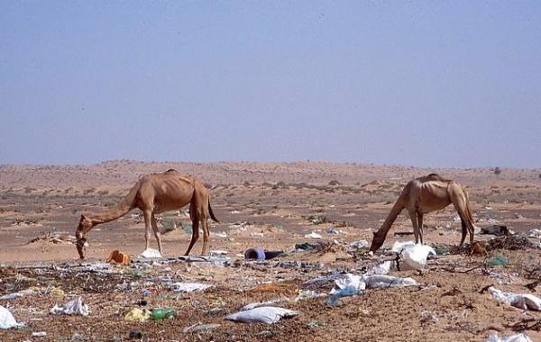 مرگ صدها شتربا بلعیدن کیسه های پلاستیکی مرگ صدها شتربا بلعیدن کیسه های پلاستیکی
