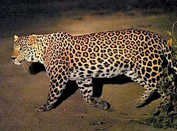 حمله مرگبار پلنگ به کودک 3 ساله حمله مرگبار پلنگ به کودک 3 ساله