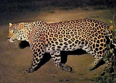 حمله مرگبار پلنگ به کودک 3 ساله