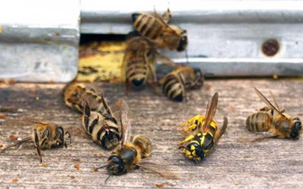 تلفات جمعیت زنبورعسل در زمستان طبیعی است