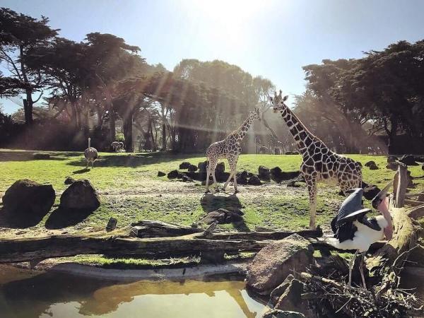 باغ وحش سانفرانسیسکو: سفری به دنیای حیات وحش