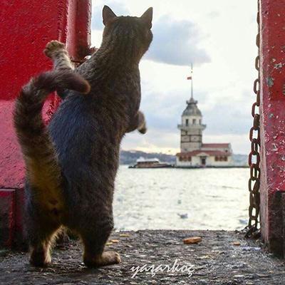تور استانبول ارزان: دقایقی با گربه های بامزه استانبول