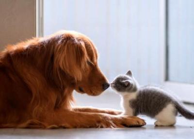 دوستی بچه گربه با سگ بالغ